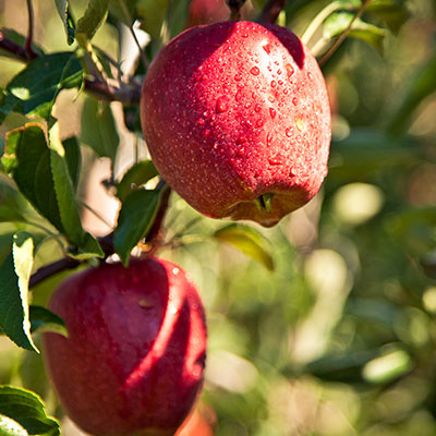 Jus de pomme